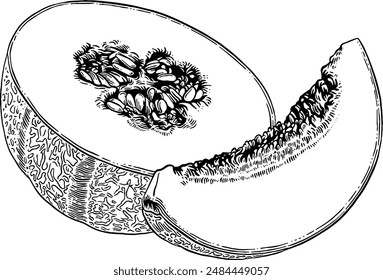 Hand drawn Cantaloupe Melon Sketch Illustration