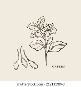 Hand drawn capers branch illustration