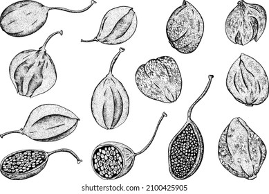Hand drawn Capers. Illustration in sketch style. Vegetarian delicious. Eco organic food.
