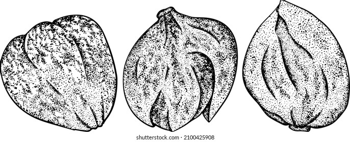 Hand drawn Capers. Illustration in sketch style. Vegetarian delicious. Eco organic food.