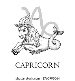 Hand drawn Capricorn. Zodiac symbol in vintage gravure or sketch style. Male goat or mouflon mystical animal with fish tail. Retro astrology constellation mysterious illustration isolated on white.