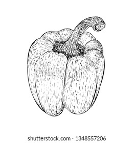 Hand drawn capsicum illustration vector 