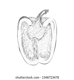 Hand drawn capsicum illustration vector 