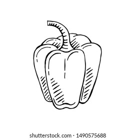 Hand Drawn Capsicum Vector Illustration, Vegetable