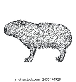 Hand drawn capybara in monochrome sketch style. Animal south america isolated on white background. Vector vintage illustration.