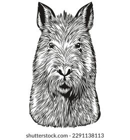 Hand drawn Capybara on a white background, capybaras
