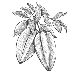 Hand Drawn Carambola Branch. Pencil Sketch Of Starfruit Bunch With Fruits And Leaves Isolated, Star Fruit Ink Design For Vintage Style Package Vector Illustration