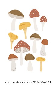 Hand drawn card with forest mushrooms. Cute childish illustration with woodland plants. Charming poster for nursery design, prints and apparel. Scandinavian vector illustration