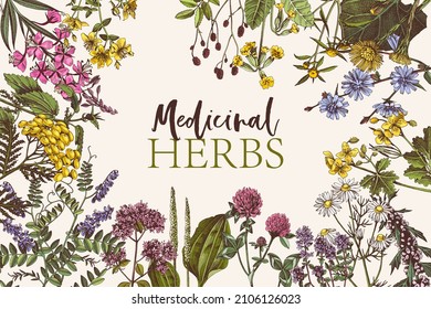 Hand drawn card with medicinal herbs. Highly detailed vector illustration in retro style