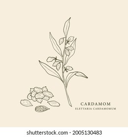 Hand Drawn Cardamom Illustration. Botanical Sketch