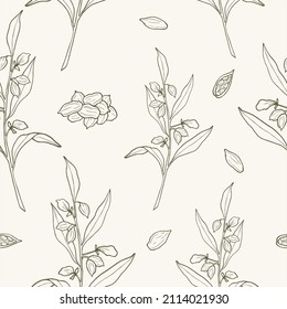 Hand drawn cardamom seamless pattern