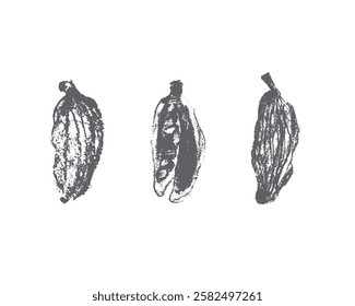 Símbolo de cardamomo desenhado à mão, ícone de cardamon, sinal de cardamum. Ilustração de especiarias de padaria. Esboço de carvão vegetal, doodle de aroma natural, desenho de aroma orgânico. Insígnia de cardamomo para rótulo, design de banner