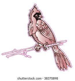 hand drawn cardinal