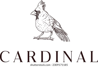 Hand drawn cardinal logo design