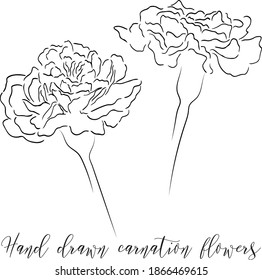 Hand drawn carnation flower line art vector