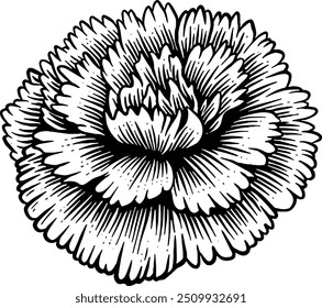 Hand drawn Carnation Flower Sketch Illustration Engraving Woodcut Vintage Style Vector