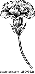 Desenhado à mão cravo flor esboço ilustração gravura Woodcut estilo vetor