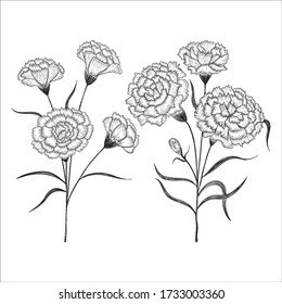 Carnation Flowers Drawing Sketch Lineart On Stock Vector (Royalty Free ...