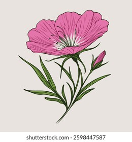 Hand drawn carnation sketch, marigolds buds flower, leaf, set of marigold flowers vector, illustration outline drawing, botanical black and white line art, lineart leaves and stems in engraving style
