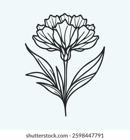 Hand drawn carnation sketch, marigolds buds flower, leaf, set of marigold flowers vector, illustration outline drawing, botanical black and white line art, lineart leaves and stems in engraving style
