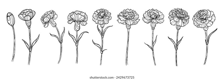 Conjunto de flores de clavel dibujado a mano. Ilustración vectorial de contorno.