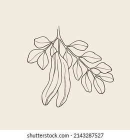 Hand drawn carob. Botanical line art illustration