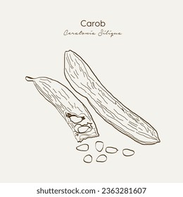 Hand drawn Carob (ceratonia siliqua). Medicinal herbs plant. Hand drawn vector illustration in sketch style. EPS 10