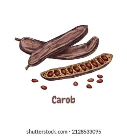 Hand drawn carob, pods and seeds. Superfood. Vector illustration isolated on white background.