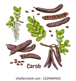 Carob dibujado a mano. Esbozos con ramificación de algarrobo, flores, hojas, semillas y vainas de algarrobo. Supercomida. Ilustración vectorial aislada en fondo blanco.