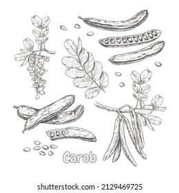 Hand drawn carob. Set sketches with branch of carob, flowers, leaves, seeds and carob pods. Superfood. Vector illustration isolated on white background.