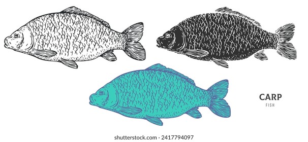 Hand drawn carp fish isolated on white background. Set cartoon element in outline, monochrome and color version. Vector illustration in retro vintage engraving style.
