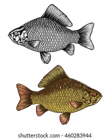 Hand drawn carp fish. Vector illustration