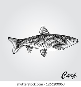 Hand Drawn Carp Sketch Symbol isolated on white background. Vector of Fishing elements In Trendy Style. Sketch of saltwater sea or freshwater river fish species flounder