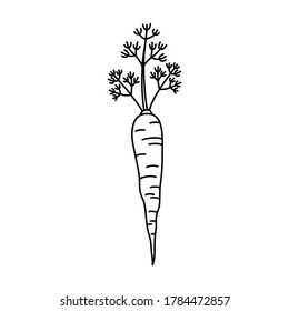 Hand drawn carrot in black line, simple icon in doodle style, fresh green vegetable. Vector illustration on isolated white background. 