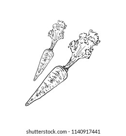 Hand Drawn carrot doodle. Sketch style icon. Decoration element. Isolated on white background. Flat design. Vector illustration.