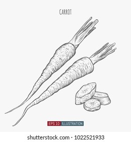 Hand drawn carrot isolated. Template for your design works. Engraved style vector illustration.