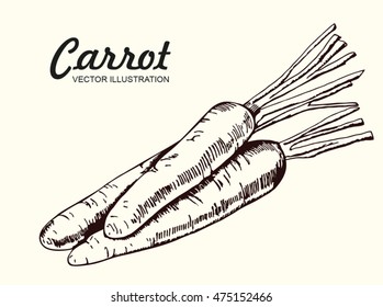 Hand drawn carrot. Organic eco vegetable food background.Vector sketch style illustration.