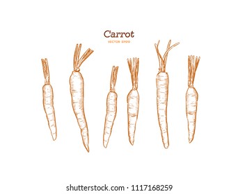 Hand drawn carrot set. Organic eco vegetable food . Vector sketch style illustration.