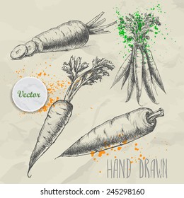 Hand drawn carrot set. Organic eco vegetable food background.Vector sketch style illustration.