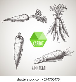 Hand drawn carrot set. Organic eco vegetable food background.Vector sketch style illustration.