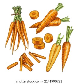 Hand drawn carrot. Set sketches with carrot bunch, whole and cut in half, cut into slices and strips. Vector illustration isolated on white background.