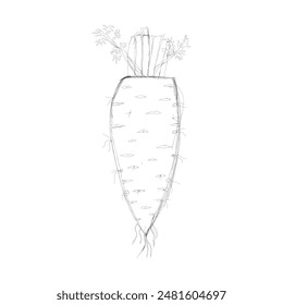 hand drawn carrot sketch vector design 
