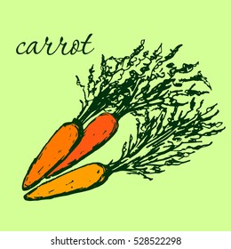 Hand drawn carrot. Sketch vintage vector illustration. Fresh vegetables poster.