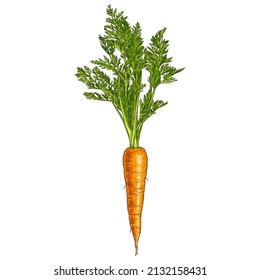 Hand drawn carrots with leaves. Vector illustration isolated on white background.