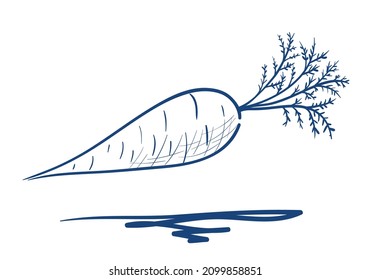 Hand drawn carrots vector illustration