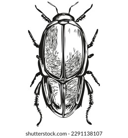Hand drawn cartoon beetle, vector vintage illustration beetles
