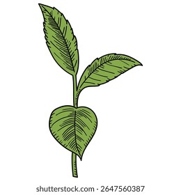 Hand drawn cartoon branch with green leaves isolated on white background. Vector illustration.