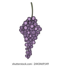 Hand drawn cartoon bunch of grapes isolated on white background. Vector illustration.
