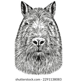 Hand drawn cartoon Capybara, vector vintage illustration capybaras
