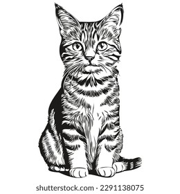 Hand drawn cartoon Cat, vector vintage illustration kitten
